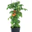 Kvetináč na paradajky TOMATO GROWER antracit 29.5cm (max. 115,2cm)